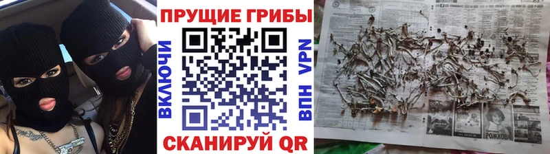 Галлюциногенные грибы Psilocybine cubensis  Сухиничи 